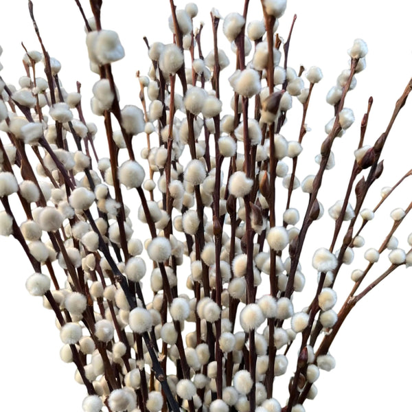 Frischer natürlicher Weidenkätzchen Bund 80cm – Hochzeitsdeko Osterdeko Frühlingsstrauß