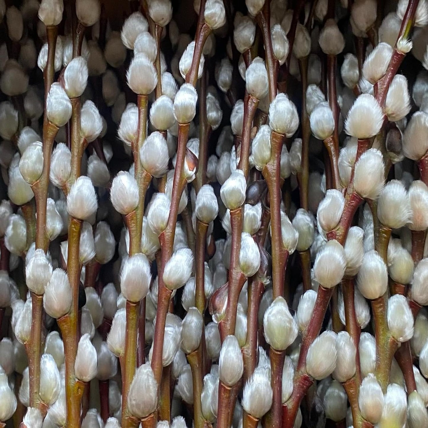 natürlicher WEIDENKÄTZCHEN Bund 70cm. Hochzeitsdeko Osterdeko Frühlingsstrauß