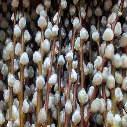 natürlicher WEIDENKÄTZCHEN Bund 70cm. Hochzeitsdeko Osterdeko Frühlingsstrauß